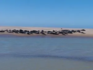 Le gîte de la salicorne - Marck