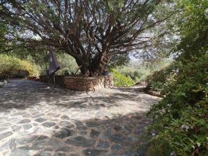 Maisons de vacances A casa di Sognu : photos des chambres