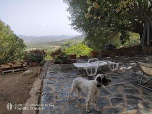 Maisons de vacances A casa di Sognu : photos des chambres