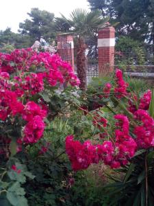 Apartments by the sea Zadar - 11686