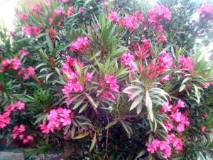 Apartment Starigrad 11683b