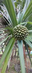 Le petit cactus 1 - Beauvallon