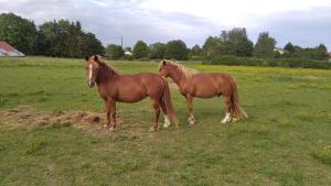 Appartements Insolite! Plusieurs Gites dans Ferme Equestre : photos des chambres