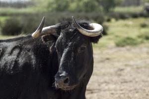 B&B / Chambres d'hotes Bergerie d'Alivon en Camargue : photos des chambres