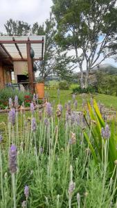 Sítio Recanto da Guarda - Cabana Araucária