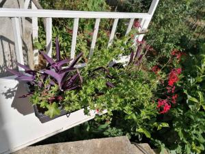 Apartments with parking space Mocici, Dubrovnik - 12856