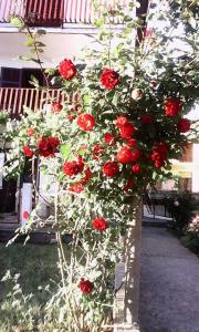 Apartments by the sea Sucuraj, Hvar - 14736