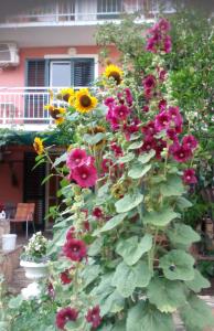 Apartments with parking space Orebic, Peljesac - 15086