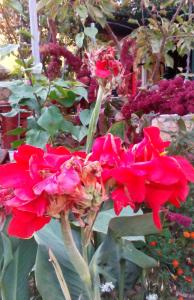 Apartments with parking space Orebic, Peljesac - 15086