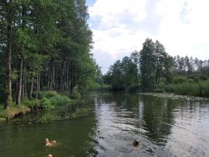 Apartamenty Cichosza