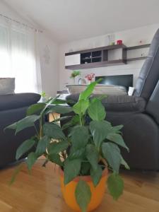 Apartments with parking space Bibinje, Zadar - 15178