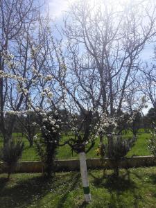 Apartments with a parking space Novigrad - 15227