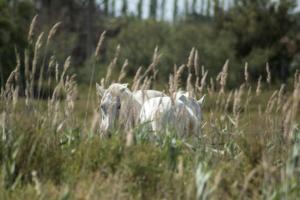 B&B / Chambres d'hotes Bergerie d'Alivon en Camargue : photos des chambres