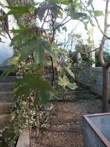 Apartments with a parking space Orebic Peljesac 266