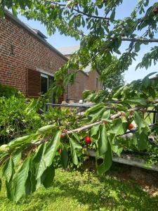 Maisons de vacances Gites du Grand Bois : photos des chambres