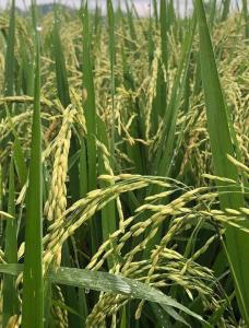 Summer Moon Villa, Rice Field View Near Ubud Center