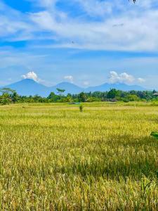 Summer Moon Villa, Rice Field View Near Ubud Center