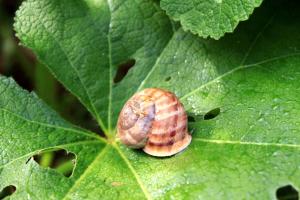 Apartment Basina 625c