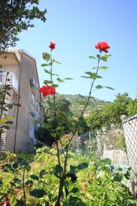 Apartment Viganj 633c