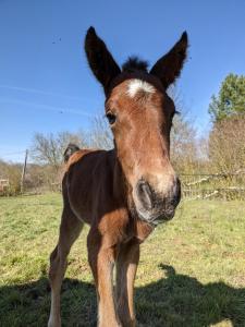 Lécurie à proximité de Tours
