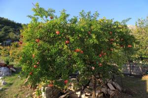 Apartment Slano 2682c