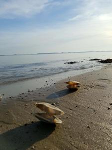 Strandappartement Steinberghaff "zur Birk" mit Meerblick