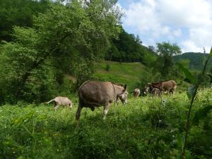 B&B / Chambres d'hotes Source Nature : photos des chambres