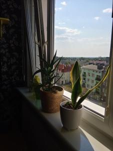Apartament Jagiellońska