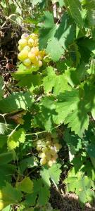 Maison sur 2000m² despace vert.