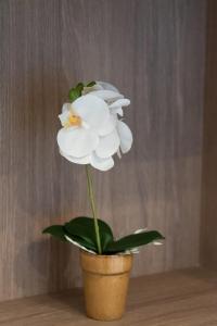 MEDLUXE COMFORT APARTMENT