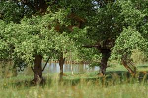 Campings Cabane Perchee dans les Arbres : photos des chambres