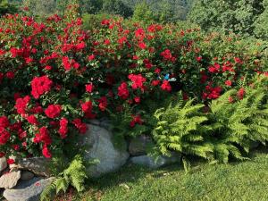 MyVilla B&B