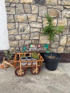 Smokvica