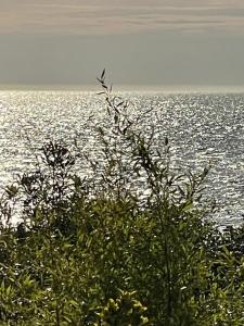 Villas VILLA LA PLAGE : photos des chambres