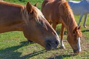 Eagles Roost Cabin - Eden Valley