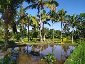Green Haven Homestay