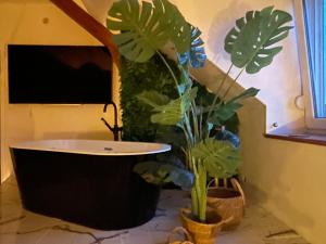 El Circo Gambetta,sublime suite balnéo hypercentre