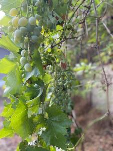 Favorite Vendégház