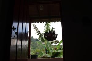 Caficultur -Alojamiento Rural