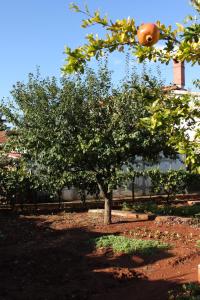 Apartments with parking space Umag - 7057