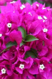 Apartment Barici 7003a