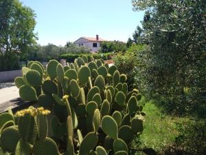 Apartments with parking space Valbandon, Fazana - 7305