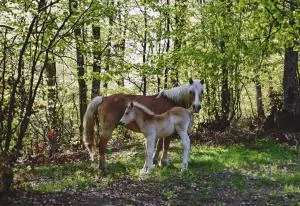 Кошарите Стражата - Goranowzi