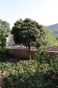 Apartments with parking space Sali, Dugi otok - 8136