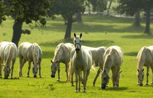 Cilka`s house, authentic homestay near Lipica