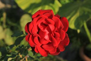 Apartments with a parking space Mlini, Dubrovnik - 4774