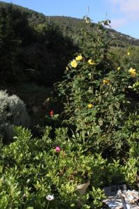 Apartments with a parking space Vis - 8938