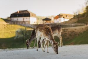 Guesthouse Jelenov greben