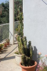 Rooms with a parking space Zaton Mali (Dubrovnik) - 9114