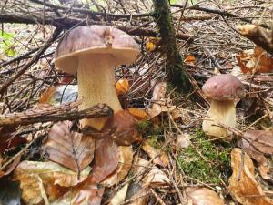 Садиба Кичера